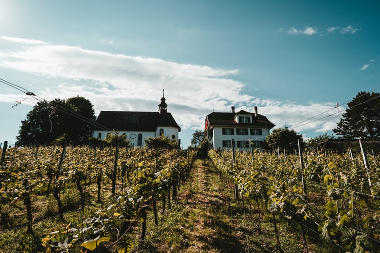 A Year in a Vineyard
