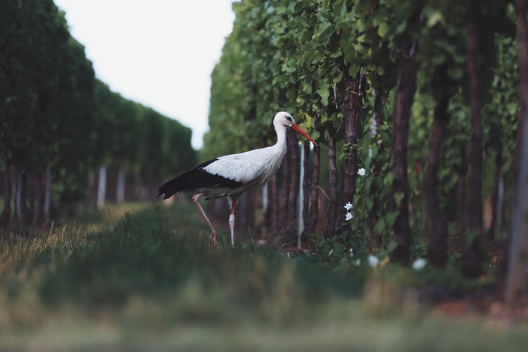 An Introduction to Natural Wine