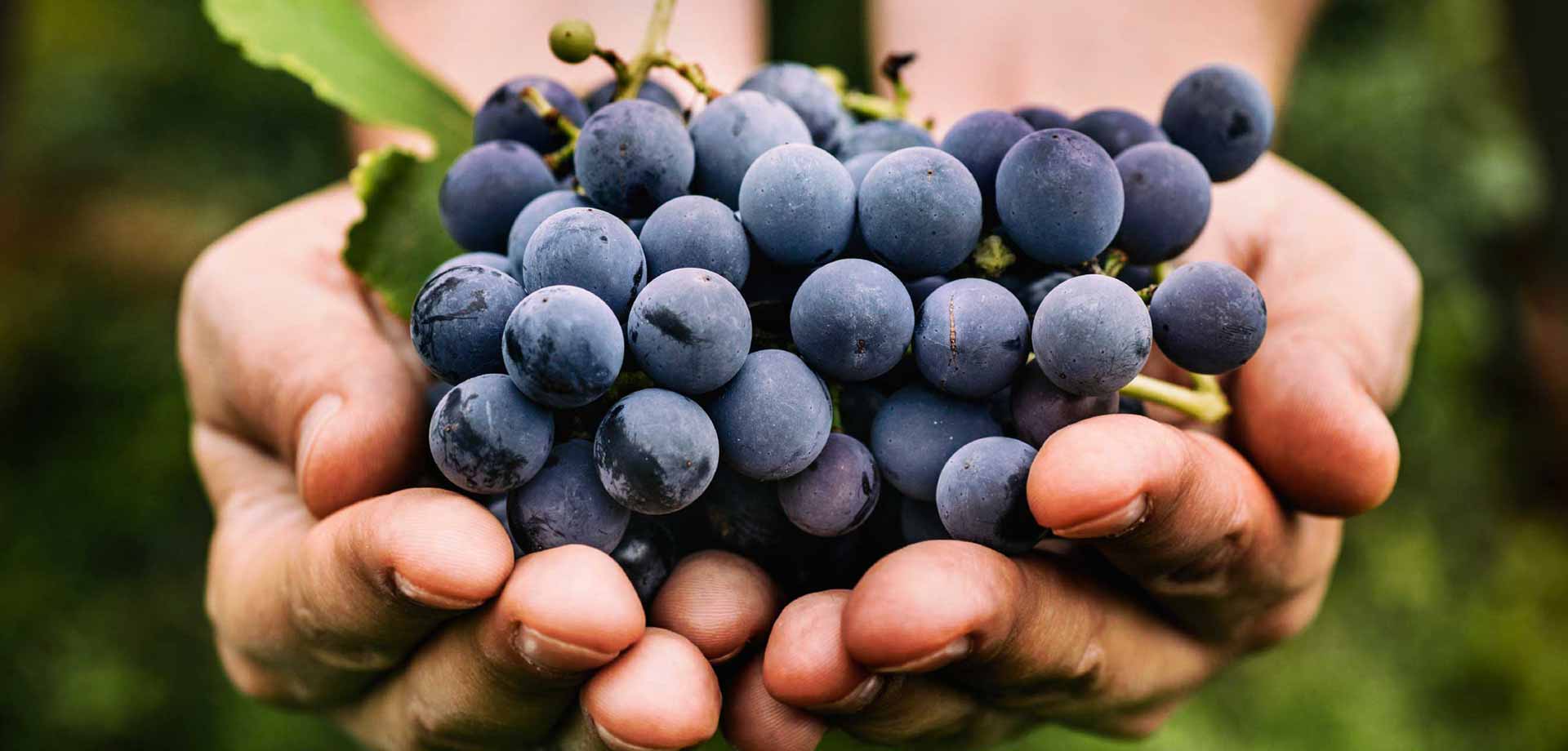 The Worlds Most Important Wine Grapes Part I - Red Wine